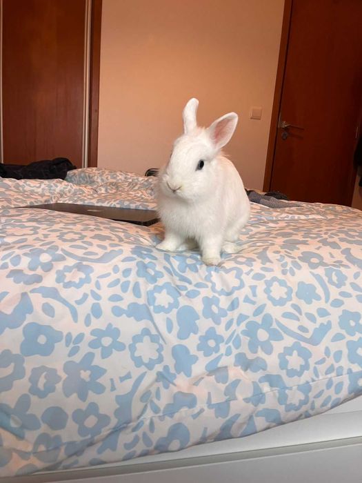 Coelho Miniatura para Adoção