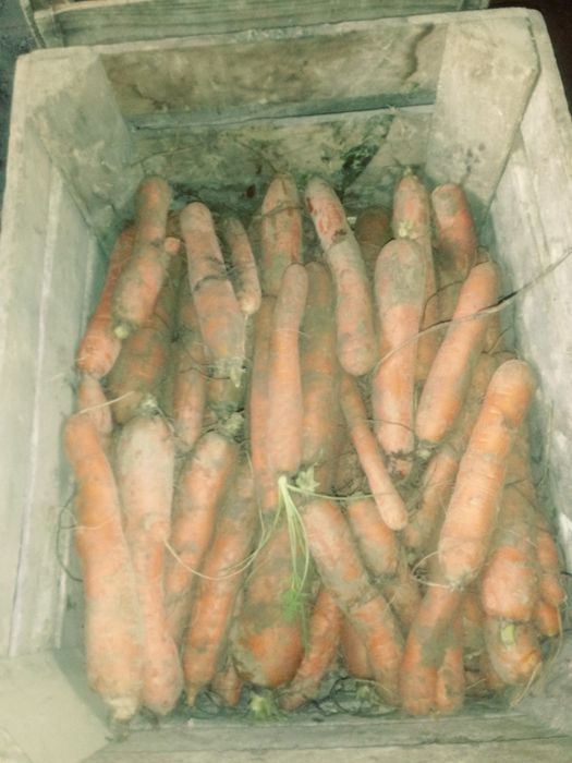 Marchewka  Odpadowa