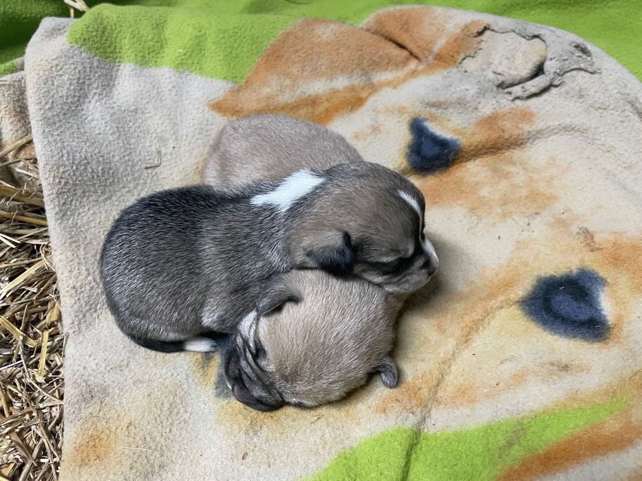 Zaginął piesek miał około 2 miesiące proszę pomóżcie mi go znaleźć.