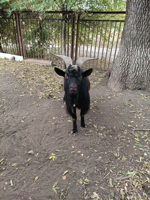 Продам козлов на мясо или на племя