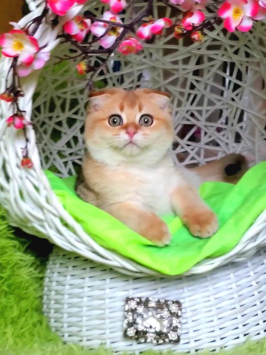 Очень ласковые и ручные малыши. Котята золотая шиншилла, тикированные.