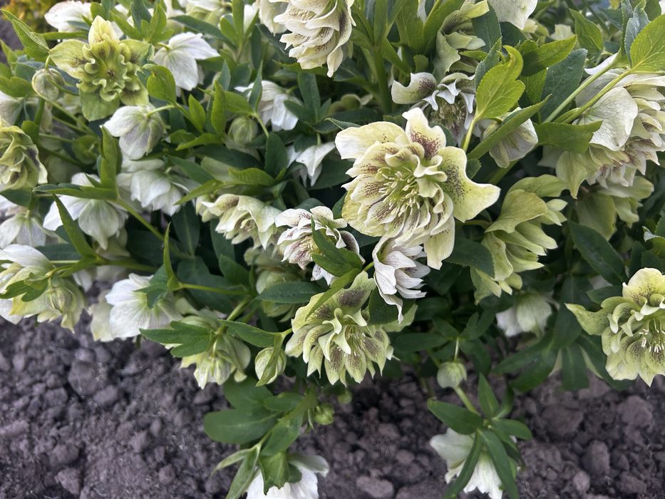 Морозник багаторічний