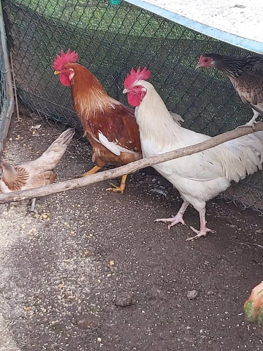 Galos poedeiros  6 meses