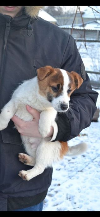 Хлопчик Джек Рассел з документами КСУ