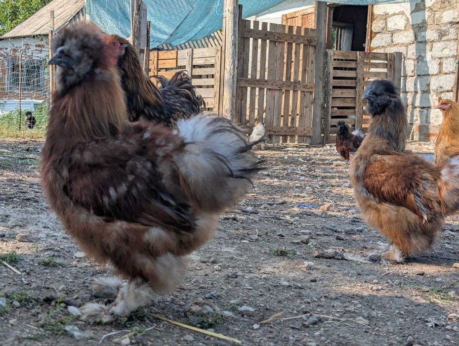 Кури Китайська Шовкова