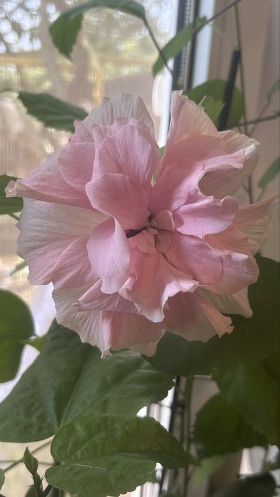 Гібіскус рожевий махровий