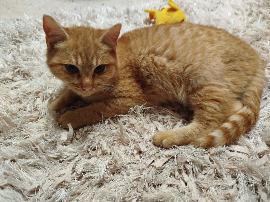 Nachos i Cheetos do adopcji