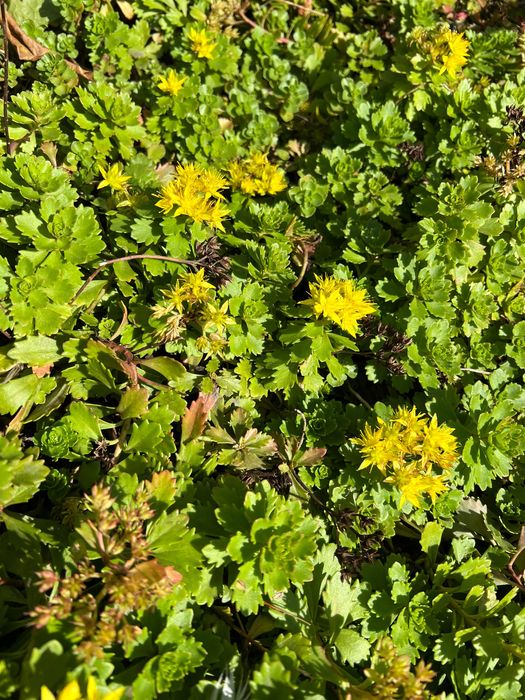 Очиток (Седум) камчатский, розсада.