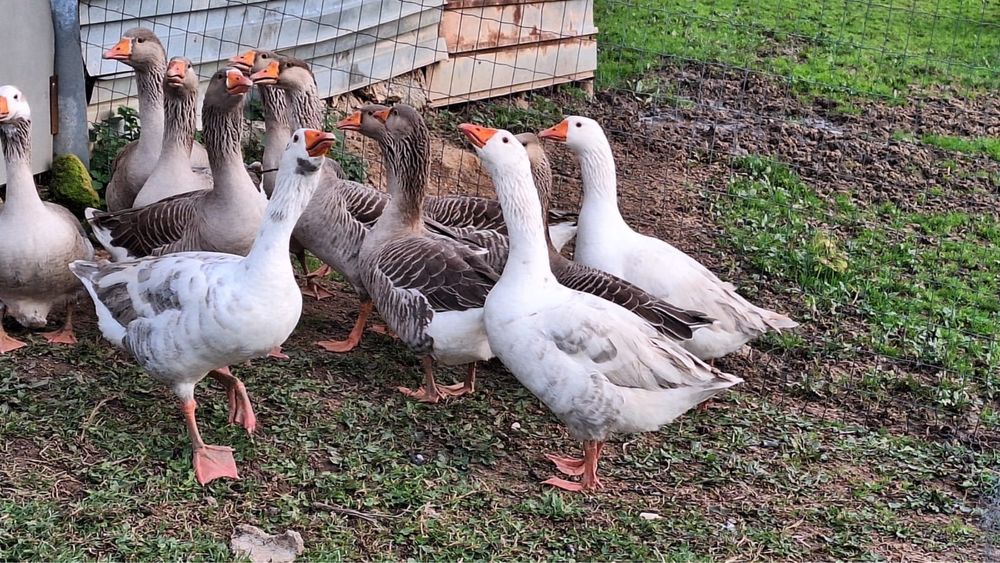 Vendo casais de gansos (2 fêmeas e 1 macho)