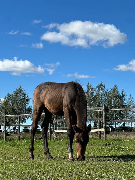 Sprzedam zrebaka po stakkatol, cornet obolensky