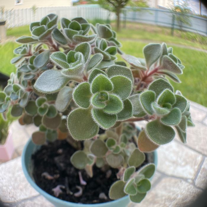 Суккуленти кімнатні сукуленты суккуленты