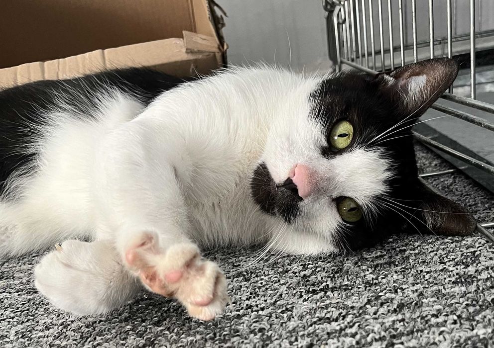 Poznań i okolice - kocurek Hrabia Myszor szuka domu