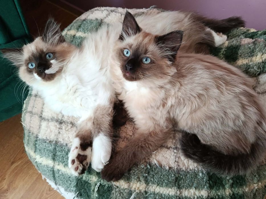 Kotek kocurek Ragdoll