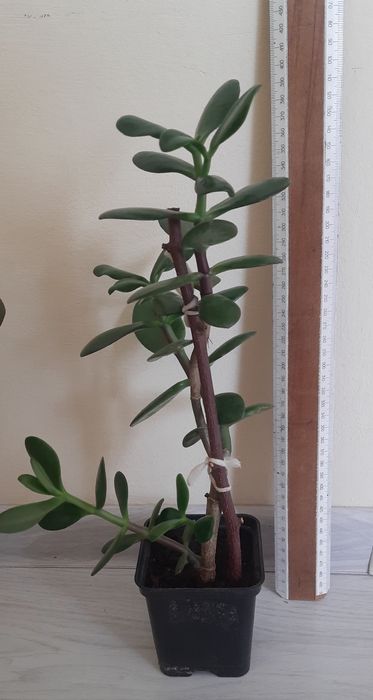 Грошове дерево, красулла, толстянка. Садженці.