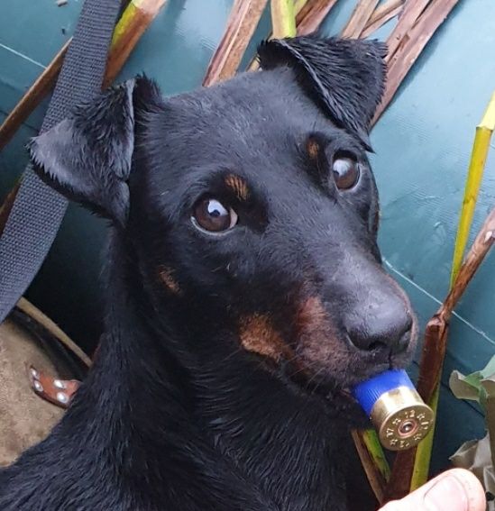 Пропала собака ягдтерьер. Черная. Девочка. Жуляны