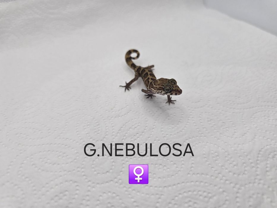 Geckoella nebulosa samica