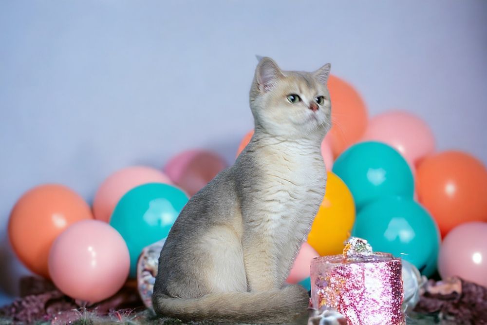 Великолепные котики и кошечки