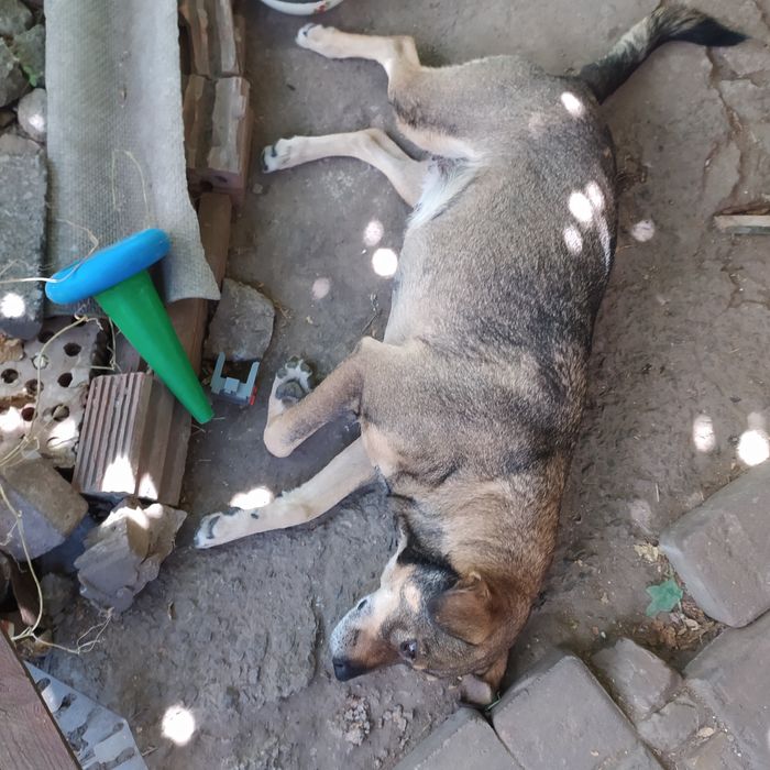 Щенки в хорошие руки!