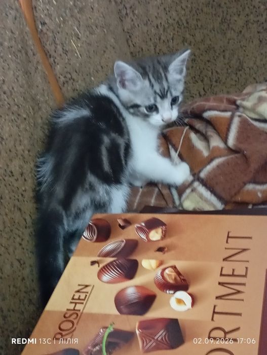 Кошеня. Кошенята. Котик.