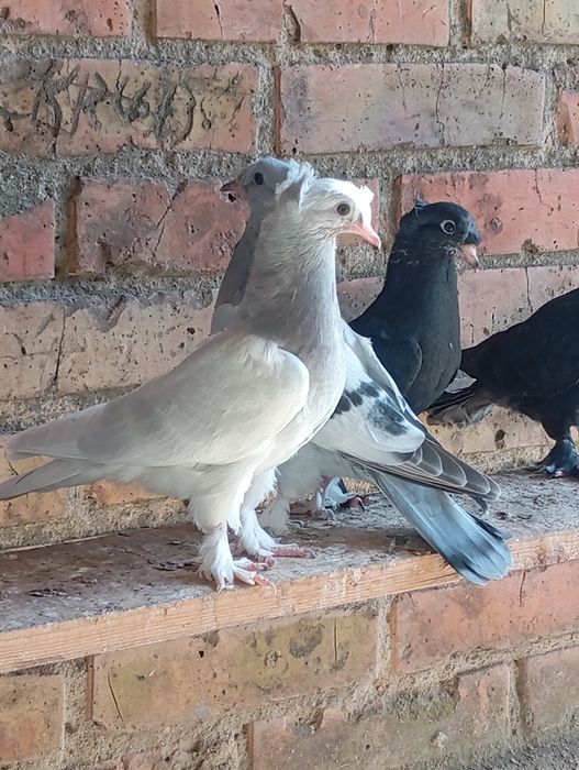 Такла. Голуби. Клітка.