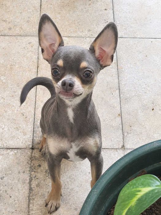Chihuahua miniatura menino pelo curto