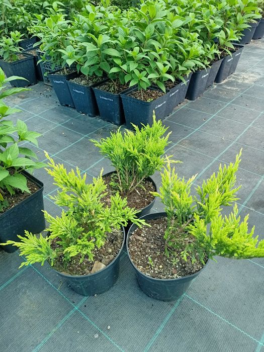 Ялівець горизонтальний Мінт Джулеп 'Mint Julep '  C1,5; P9