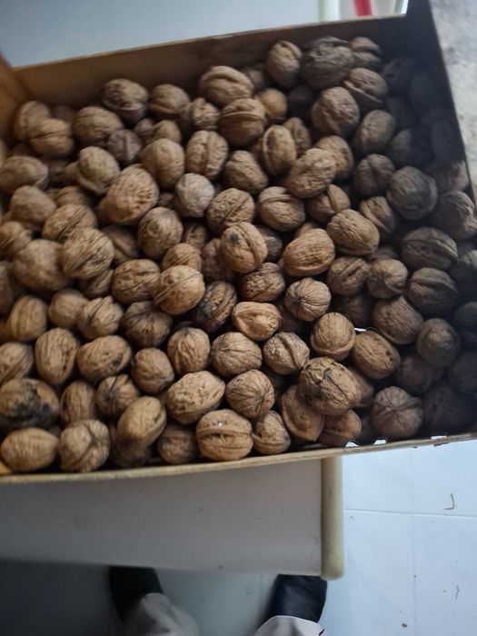 Nozes biologicas com casca