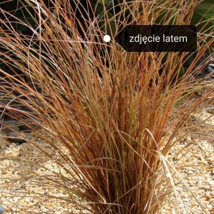 Sadzonki traw Turzyca brązowa
