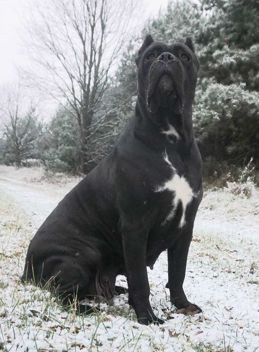 Cane Corso 3 miesięczna pręguska mocnej budowy  ZKwP FCI