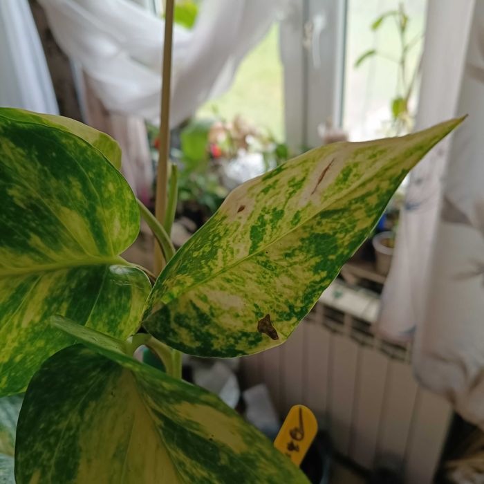 epipremnum hicolor-duże liście
