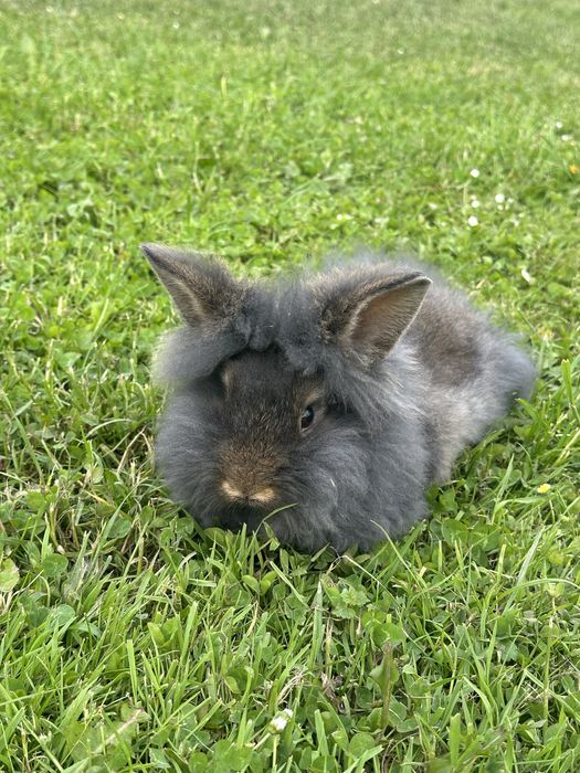 Декоративні кролики