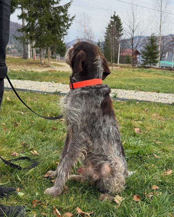 Фін, дратхаар, шукає дім