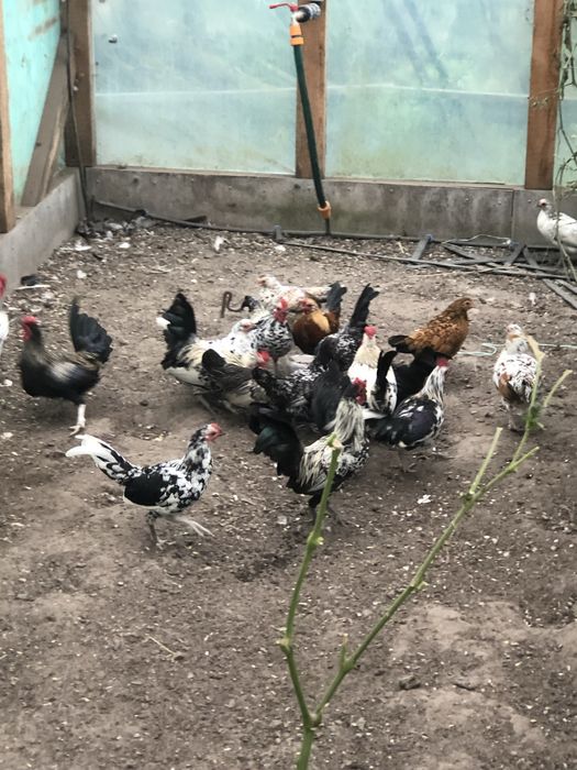 Декоративні кури Бентамки