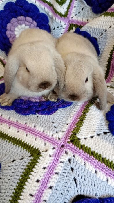Karzełek Baranek Syjamski Mini Lop