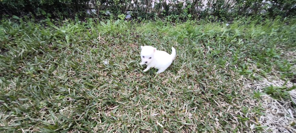 Spitz alemão anão  Lulu da Pomerânia