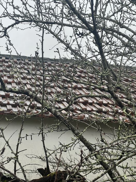 Lote Telha Marselha Antiga - Cerâmicas Alcântara (40 m2)