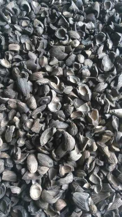 Łuska orzecha palmowego