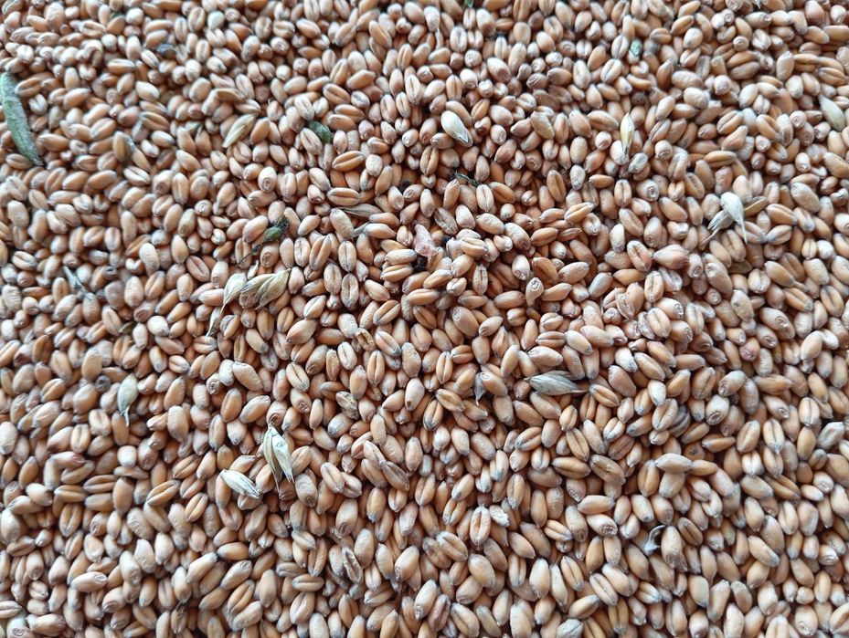 Продам пшиницю озиму