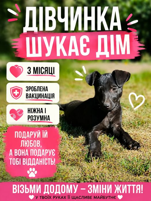Гарна дівчинка шукає дім