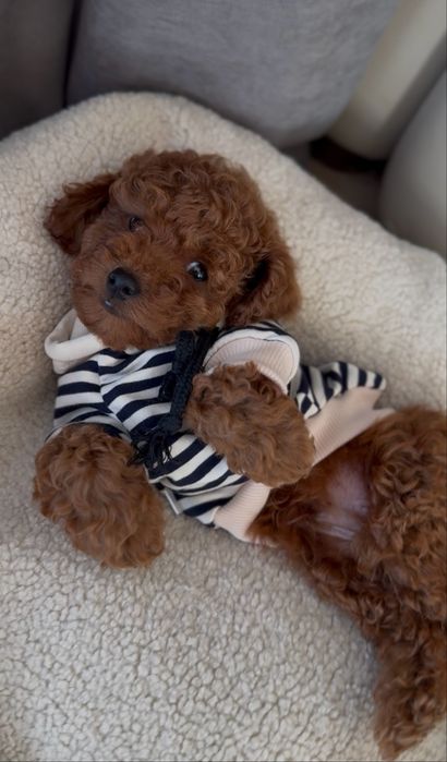 Poodle red brown