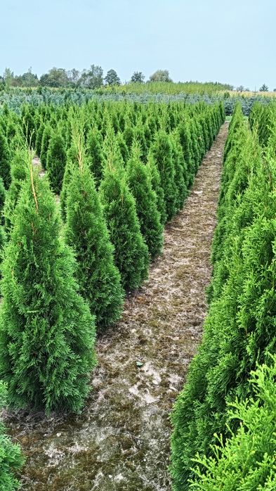 Sprzedam tuja szmaragd