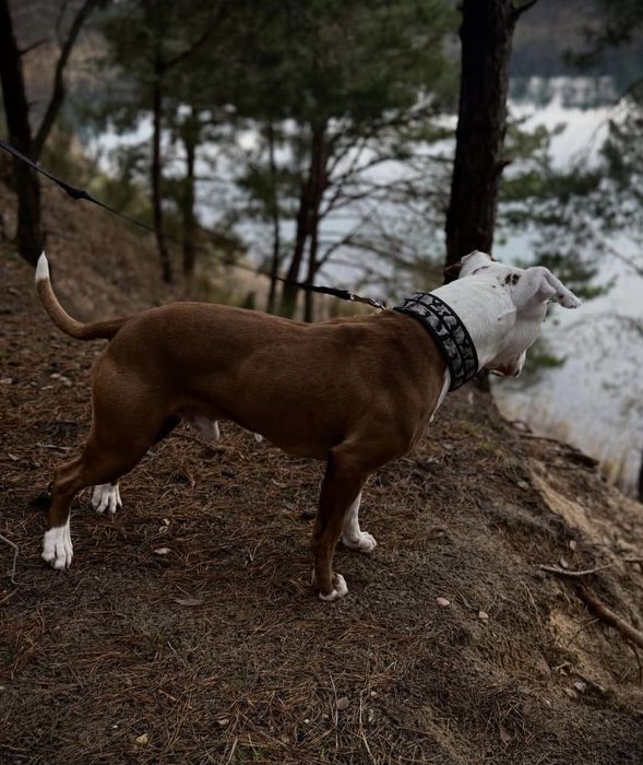 2 letni pies - pitbull