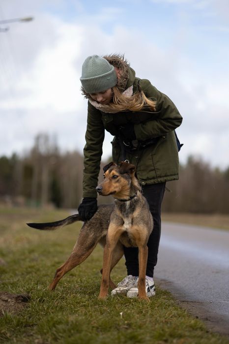 Malinois mix – sportowy, oddany pies gotowy na nowe życie