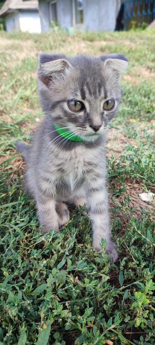 Котика у добрі руки