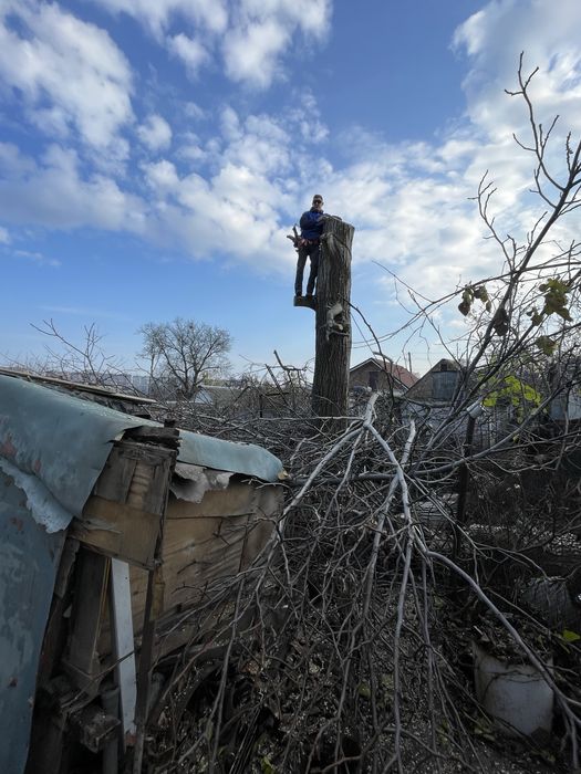 Обрезка деревьев на плодоношение Спил больших деревьев вывоз Бесплатно