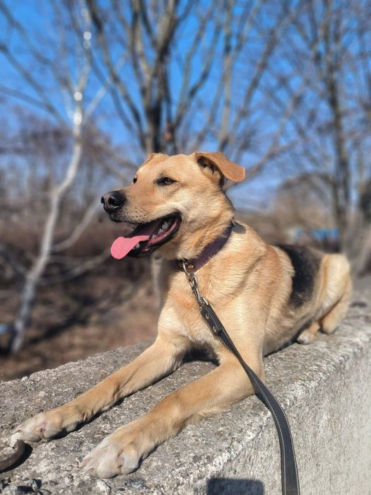 Неймовірний пес для неймовірних людей