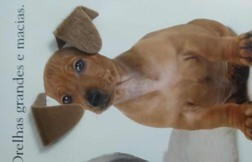 Livro Dogs sobre Raças de Cães com texturas / relevo