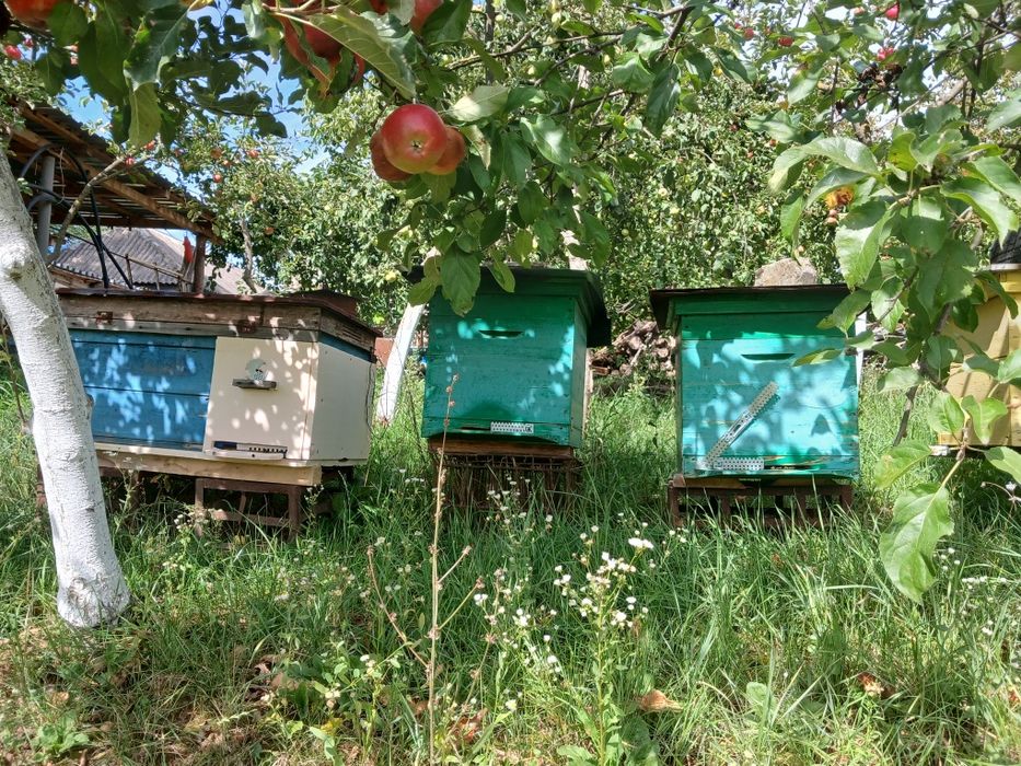 Продам Вулики з бджолами