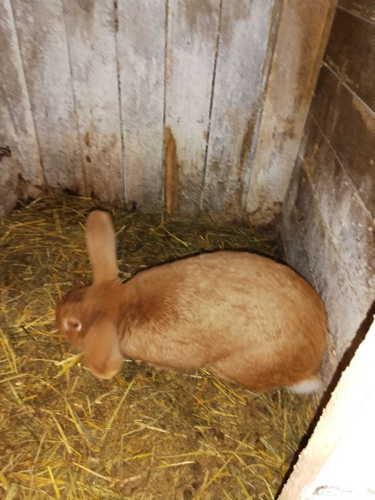 sprzedam samca burgundzkiego