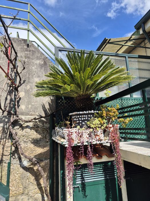 Cycas revolutas adultas